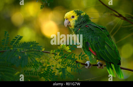 Gelb - Amazon (Amazona ochrocephala), Bevölkerung in Cannstatt, Stuttgart, Baden-Württemberg, Deutschland Stockfoto