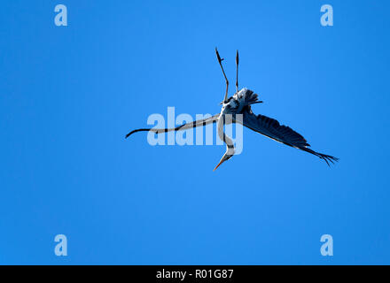 Graureiher (Ardea cinerea), in der Luft, Baden-Württemberg, Deutschland Stockfoto