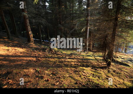 Fichte Wald Im Frühling, Sonne Schatten Stockfoto