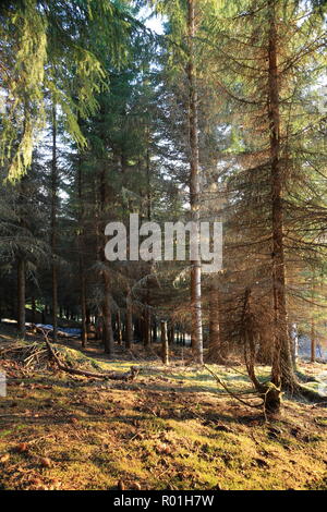 Fichte Wald Im Frühling, Sonne Schatten Stockfoto