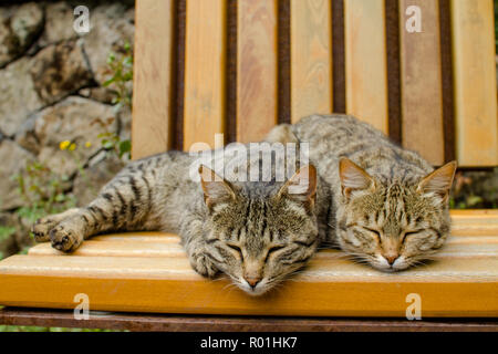 Zwei schläfrige Katzen auf der Holzbank Stockfoto
