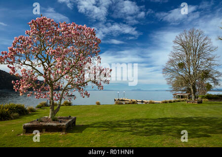 Magnolie in voller Blüte, und Lake Taupo, Braxmere, Tokanuu, in der Nähe von Turangi, North Island, Neuseeland Stockfoto