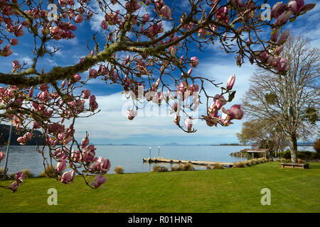 Magnolie in voller Blüte, und Lake Taupo, Braxmere, Tokanuu, in der Nähe von Turangi, North Island, Neuseeland Stockfoto