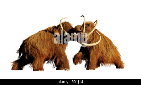 Woolly mammoth Bullen kämpfen, prähistorische Eiszeit Säugetiere auf weißem Hintergrund Stockfoto