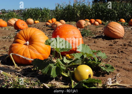 Schöne große, reife Kürbisse in Pumpkin Patch an einem sonnigen Tag Stockfoto