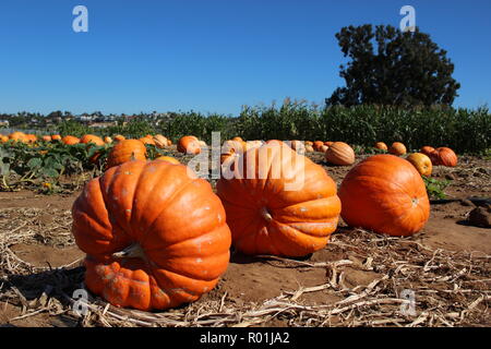 Schöne große, reife Kürbisse in Pumpkin Patch an einem sonnigen Tag Stockfoto