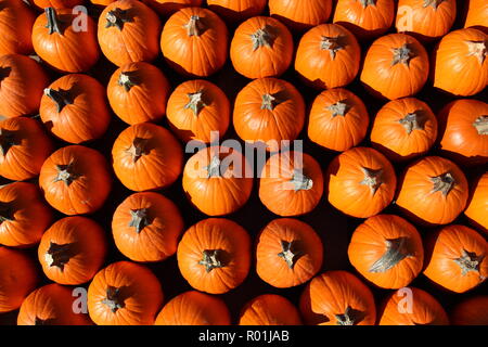 Reihen sich viele leuchtend orange Kürbisse schaffen eine interessante Textur Stockfoto