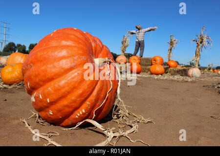 Schöne große, reife Kürbisse in Pumpkin Patch an einem sonnigen Tag Stockfoto