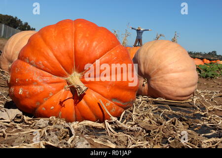 Schöne große, reife Kürbisse in Pumpkin Patch an einem sonnigen Tag Stockfoto