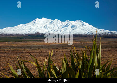 Mt Ruapehu, Rangipo Wüste, und Flachs, Tongariro National Park, Central Plateau, North Island, Neuseeland Stockfoto