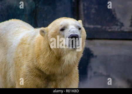 Polar Bear close-up-Bild Stockfoto