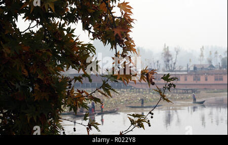 Srinagar, Indien verwaltet. KASHMIR 01. NOVEMBER. Kaschmir arbeiten Reinigung Dal Lake im Winter im Tal während, Herbst. Ahorn Baum als chinar Blätter bekannt Drehen sie goldbraun sind. Credit: Sofi Suhail/Alamy leben Nachrichten Stockfoto