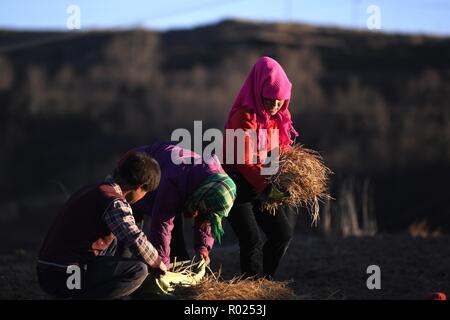 Weiyuan, Gansu Provinz Chinas. 31 Okt, 2018. Bauern ernten frische codonopsis pilosula, eine Pflanze in der traditionellen chinesischen Medizin verwendet, in Sanhe Dorf Weiyuan County im Nordwesten der chinesischen Provinz Gansu, Okt. 31, 2018. Die Ausgabe der chinesischen Kräutermedizin in der Provinz Gansu, die insgesamt eine Fläche von 4,6 Mio. Pflanzen mu (310.000 ha), wird voraussichtlich 1,2 Millionen Tonnen im Jahr 2018 zu erreichen. Landwirte, die mehr als 1.300 Dörfer in Armut haben vom Kraut profitiert - errichten. Credit: Chen Bin/Xinhua/Alamy leben Nachrichten Stockfoto