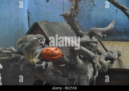 Xining, Xining, China. 1 Nov, 2018. Xining, CHINA - Tiere genießen Halloween in Xining Wildlife Zoo in Xining, Provinz Qinghai im Nordwesten Chinas. Credit: SIPA Asien/ZUMA Draht/Alamy leben Nachrichten Stockfoto