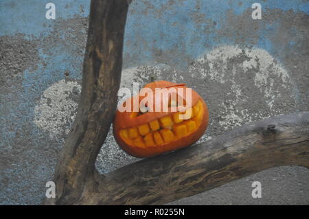 Xining, Xining, China. 1 Nov, 2018. Xining, CHINA - Tiere genießen Halloween in Xining Wildlife Zoo in Xining, Provinz Qinghai im Nordwesten Chinas. Credit: SIPA Asien/ZUMA Draht/Alamy leben Nachrichten Stockfoto