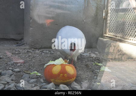 Xining, Xining, China. 1 Nov, 2018. Xining, CHINA - Tiere genießen Halloween in Xining Wildlife Zoo in Xining, Provinz Qinghai im Nordwesten Chinas. Credit: SIPA Asien/ZUMA Draht/Alamy leben Nachrichten Stockfoto