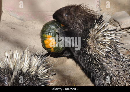 Xining, Xining, China. 1 Nov, 2018. Xining, CHINA - Tiere genießen Halloween in Xining Wildlife Zoo in Xining, Provinz Qinghai im Nordwesten Chinas. Credit: SIPA Asien/ZUMA Draht/Alamy leben Nachrichten Stockfoto