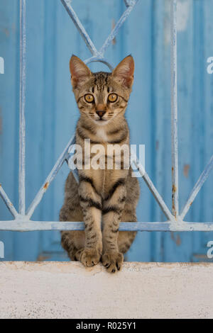 Nette junge tabby Katze sitzt auf einer Wand mit einem schmiedeeisernen Zaun vor einem blauen Holztür und neugierig, Ägäische Inseln, Griechenland, Europa Stockfoto