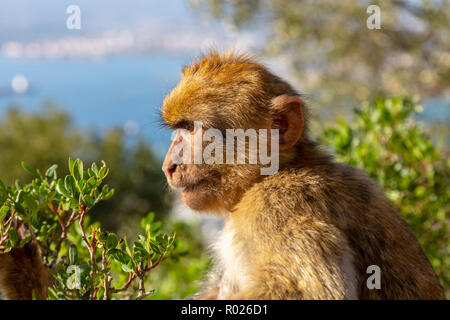 Erwachsene männliche macaque Affen sitzen auf den Felsen der Signale Hill, Teil der Felsen von Gibraltar, Britisches Überseegebiet, Gibraltar. Stockfoto