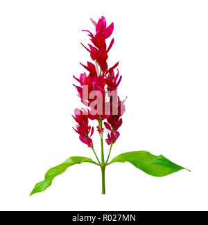 Exotische rot Blumenstrauß aus den weißen Hintergrund verwendet für die Konstruktion zu isolieren. Stockfoto