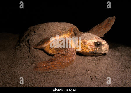 Die unechte Karettschildkröte, Caretta caretta, Nesting, Florida Stockfoto