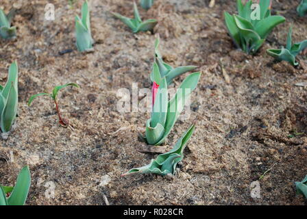 Kaufmanniana Tulpe Scarlet Baby wachsen im Blumenbeet. Frühling in den Niederlanden. Stockfoto