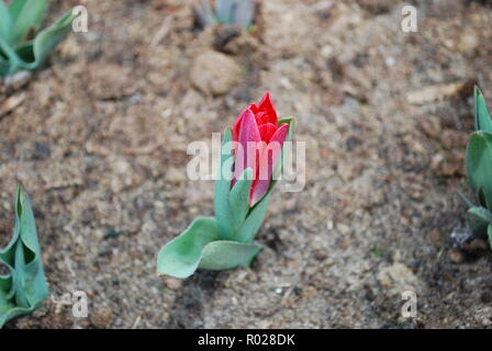 Kaufmanniana Tulpe Scarlet Baby wachsen im Blumenbeet. Frühling in den Niederlanden. Stockfoto