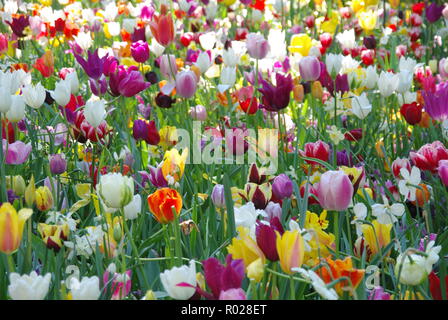 Tulpen im Frühling Stockfoto