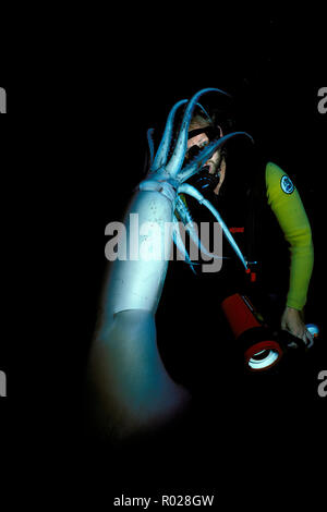 Humboldt squid (Dosidicus gigas) mit Taucher, Meer von Cortez, Mexiko Stockfoto