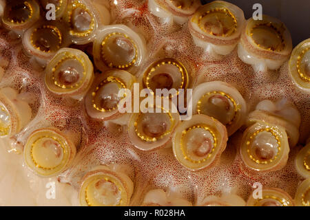 Humboldt squid, Dosidicus gigas, verzahnte Sauger, Meer von Cortez, Mexiko Stockfoto