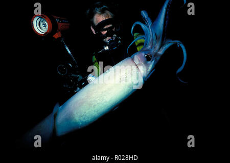Humboldt squid, (Dosidicus gigas), das Meer von Cortez, Mexiko Stockfoto