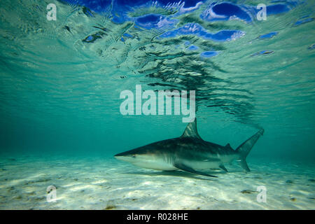 Schwarzspitzen Shark, Carcharhinus limbatus, Bahamas, Atlantik Stockfoto