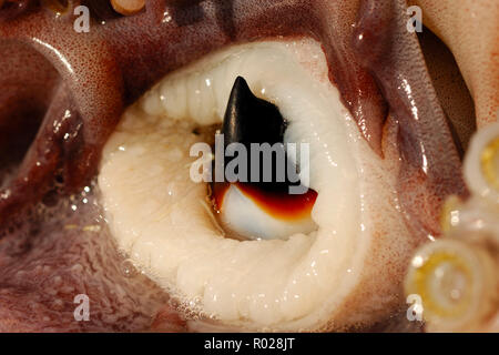 Humboldt squid, Dosidicus gigas, Schnabel, der See von Cortez, Mexiko Stockfoto