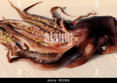 Humboldt squid, Dosidicus gigas, verzahnte Sauger, Meer von Cortez, Mexiko Stockfoto