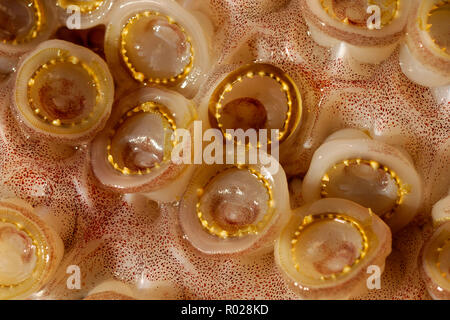 Humboldt squid, Dosidicus gigas, verzahnte Sauger, Meer von Cortez, Mexiko Stockfoto