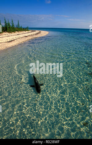 Schwarzspitzen Shark, Carcharhinus limbatus, Bahamas, Atlantik Stockfoto
