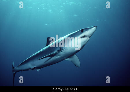 Makrelenhai, Isurus oxyrinchus, wird weltweit gefunden. Es ist eine der schnellsten Haie, bei über 70 km/h zurückgelegt. Seine lange Zähne fangen kleine Fische. Stockfoto