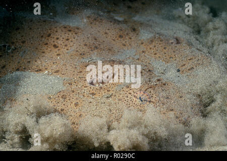 Pacific Engel Hai, Squatina californica, liegt im östlichen Pazifik gefunden. Sie sind in der Regel in den Sand, in denen sie warten auf einen kleinen fi Hinterhalt begraben Stockfoto