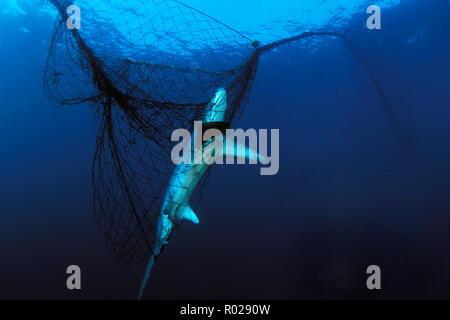 Thresher Shark, Alopias vulpinus, in Drift Kiemennetzen, Meer von Cortez, Mexiko Stockfoto