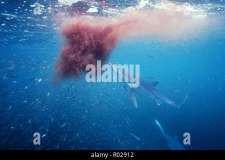 Blauhai, Prionace Hastata, ist ein pelagische Arten gefunden weg von beiden Küsten von Nordamerika. Er schwimmt an der Oberfläche und bekannt, auf Kri zu füttern Stockfoto