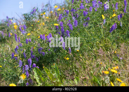 Vogel-Wicke, Vogelwicke, Wicke, Vicia cracca, Vogelwicke, Kuh vetch, Vogel vetch, blaue Wicke, boreale vetch, La Vesce craque Stockfoto