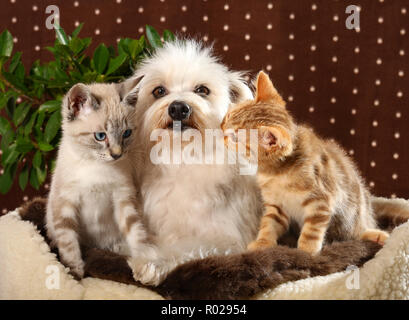 Malteser Hund und Kätzchen, 10 Wochen alt, Seal Point Red Tabby, Tabby und sitzen zusammen Stockfoto