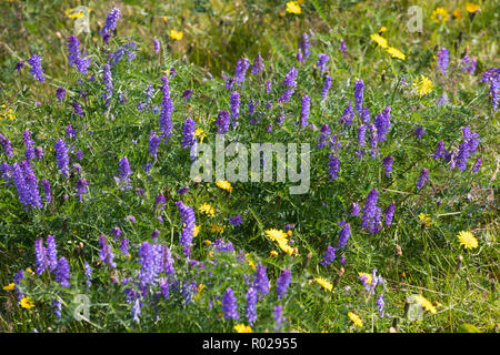 Vogel-Wicke, Vogelwicke, Wicke, Vicia cracca, Vogelwicke, Kuh vetch, Vogel vetch, blaue Wicke, boreale vetch, La Vesce craque Stockfoto