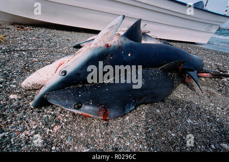 Hai angeln, Blauhai, Prionace Hastata, Baja California, Pazifischer Ozean Stockfoto