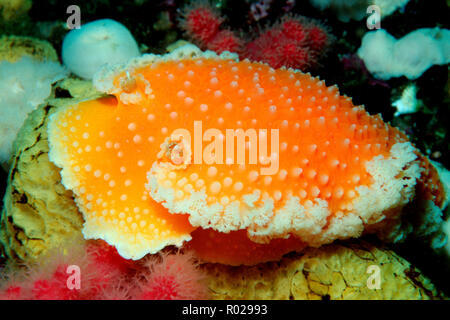 Tochni, Tochuina tetraquetra, British Columbia, Pazifischer Ozean Stockfoto