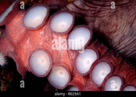 Riesige Pazifik Octopus, Octopus dolfeini, British Columbia, Pazifischer Ozean Stockfoto