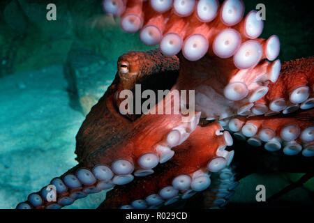 Riesige Pazifik Octopus, Octopus dolfeini, British Columbia, Pazifischer Ozean Stockfoto