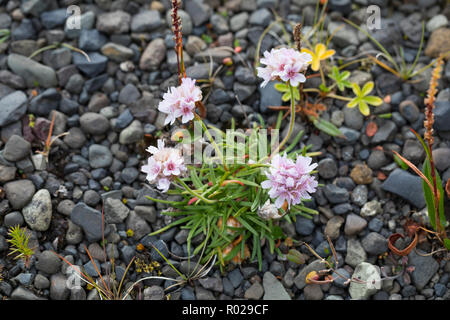 Gewöhnliche Strand-Grasnelke, Strandgrasnelke, Grasnelke, Armeria maritima, gemeinsame Sparsamkeit, Wirtschaftlichkeit, Sparsamkeit, pink, L'oeillet armérie Maritime, Ma Stockfoto