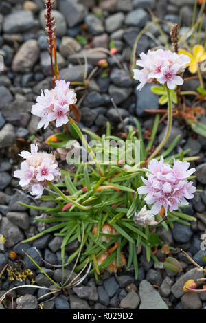 Gewöhnliche Strand-Grasnelke, Strandgrasnelke, Grasnelke, Armeria maritima, gemeinsame Sparsamkeit, Wirtschaftlichkeit, Sparsamkeit, pink, L'oeillet armérie Maritime, Ma Stockfoto