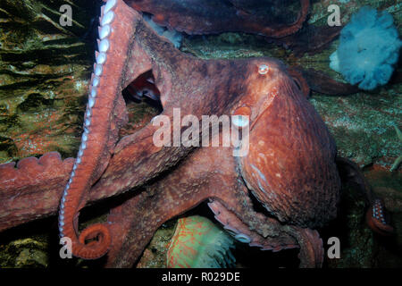 Pazifischer Oktopus, Enteroctopus dofleini, Captive Stockfoto